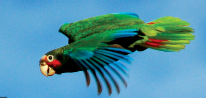 cayman parrot
