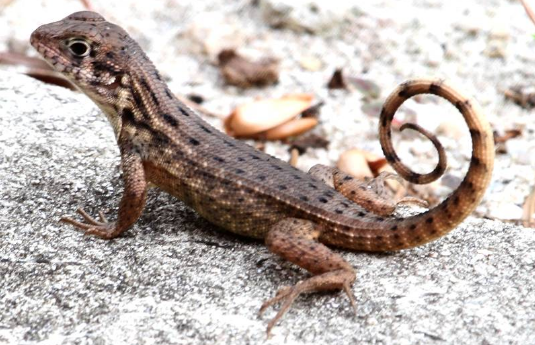 curly tailed lizard.PNG