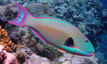 Rainbow Parrrotfish