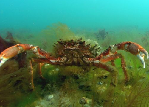 spiny spider crab