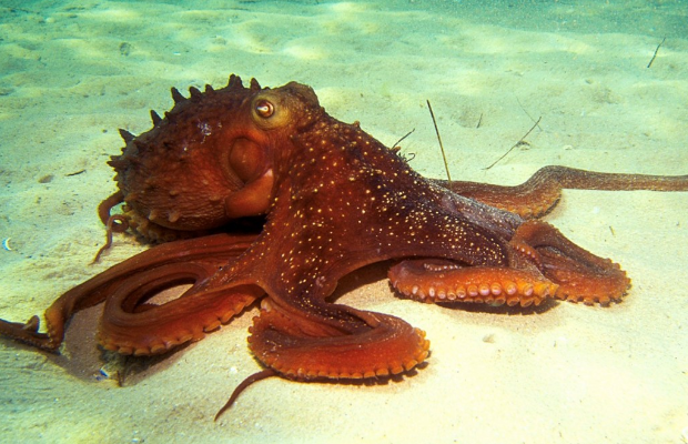 octopus.PNG